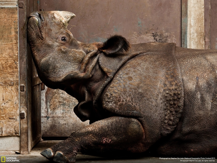 Wyróżnienie w kat. Natura 

"Indian Rhino, Canadian Winter", fot. Stephen De Lisle / National Geographic Photo Contest
